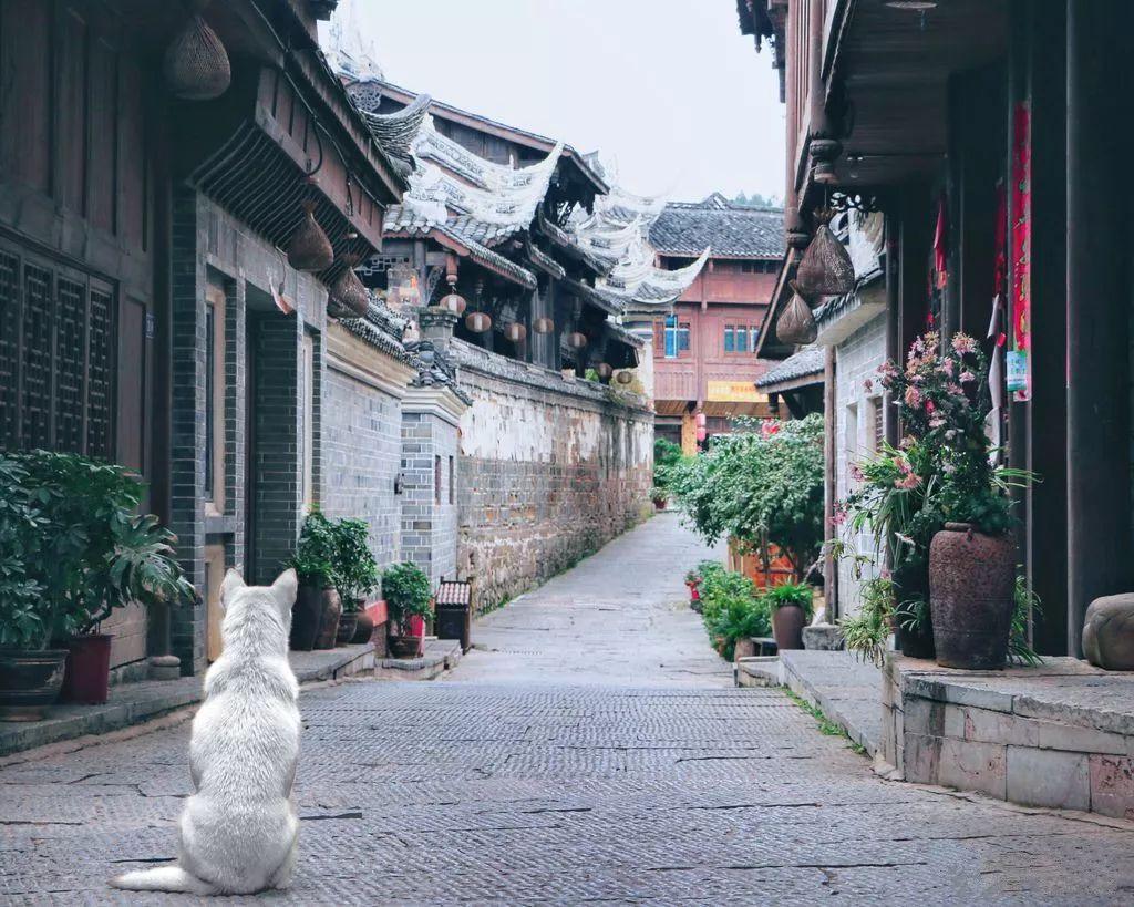 小猪佩奇跳一跳